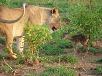 lioness and baby antilope in subsaharan Africa