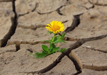 small sunflower in dry soil