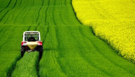 rapeseed farming
