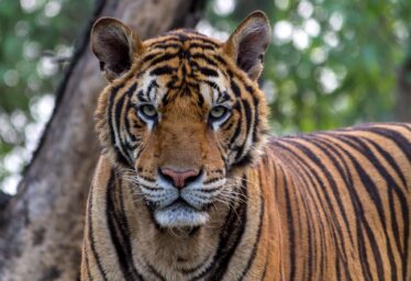 tiger in a photograph of a tiger