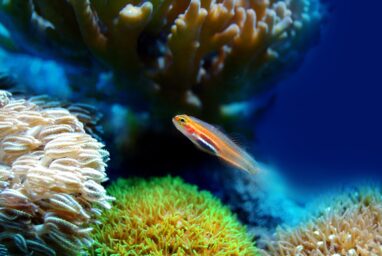 fish