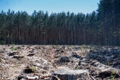 deforestation