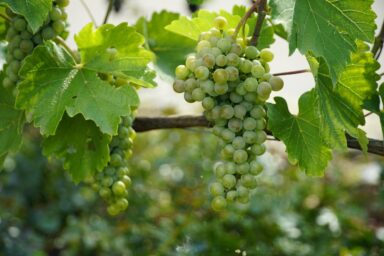 grapes