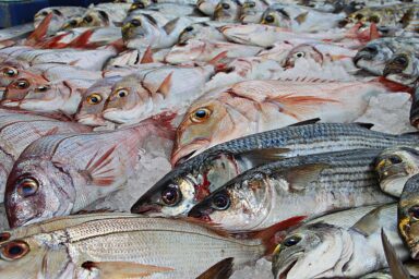 lots of fish
