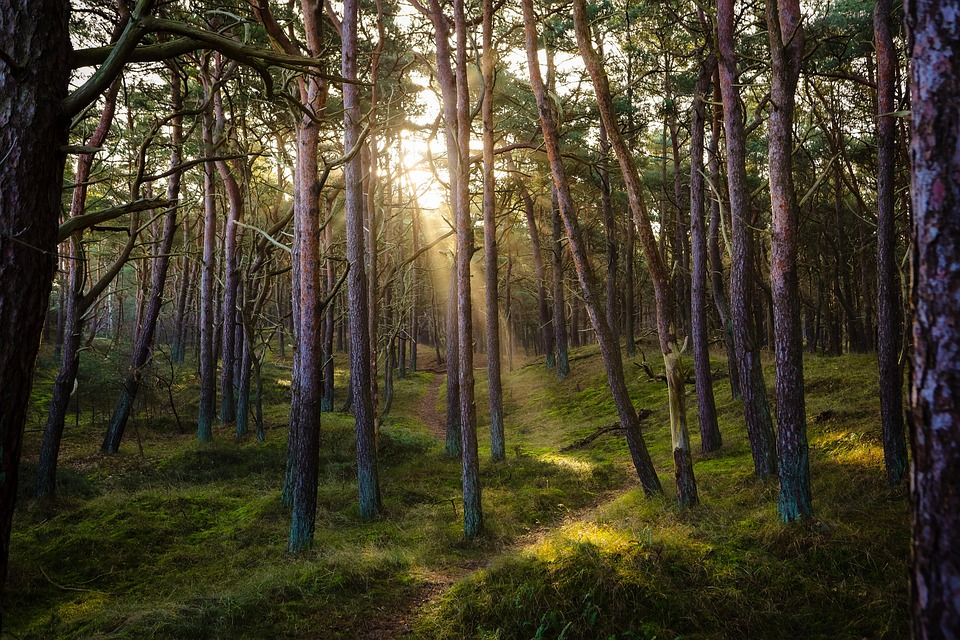Dry, humid, or...? Forest monitoring reached an impasse