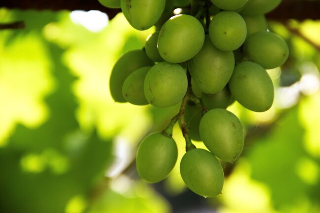 grapes