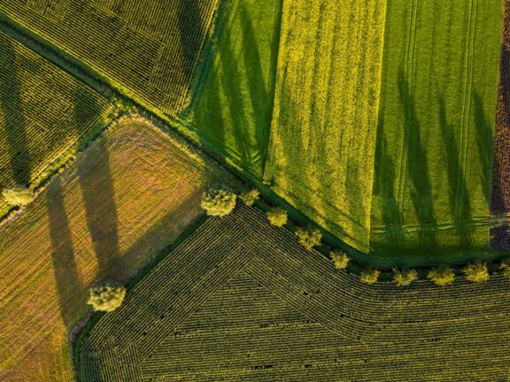 fields