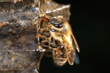 pollinator