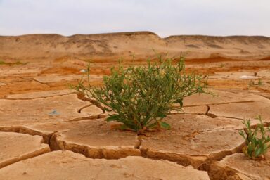plant in desert