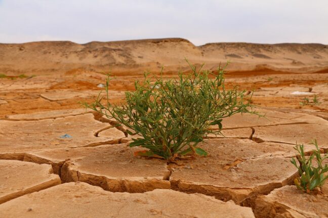 plant in desert