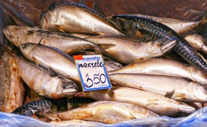 mackerel