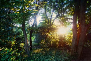 woods