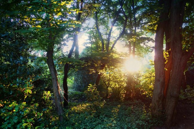 woods