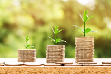 growing money plant