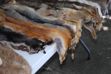 animal pelts