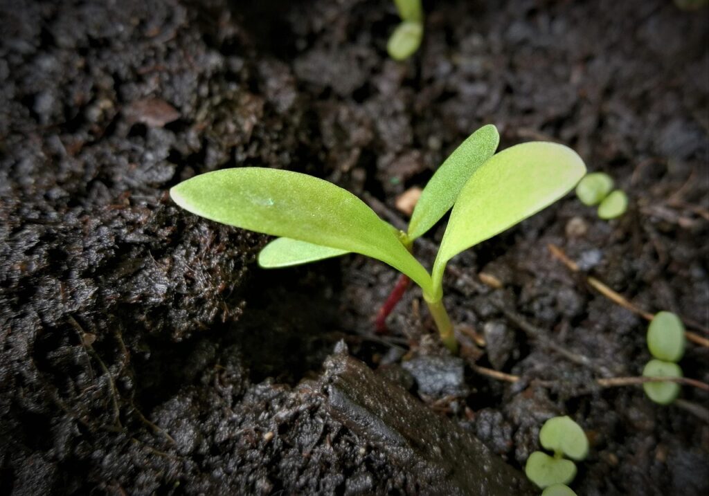 seedling