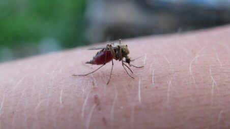 mosquito on human