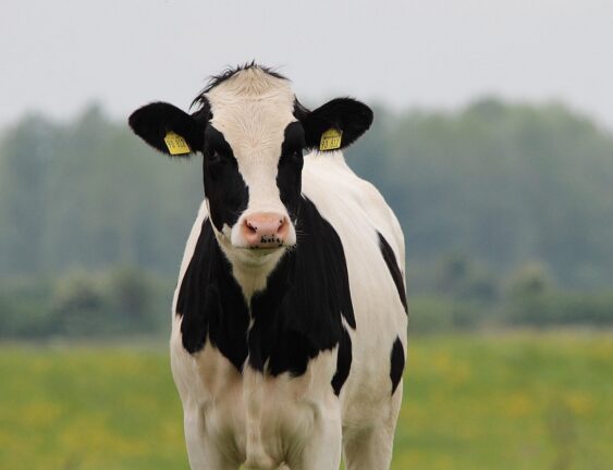 Moo