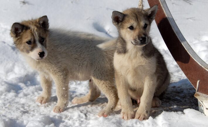 greenland puppies