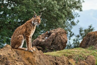 iberian lynx