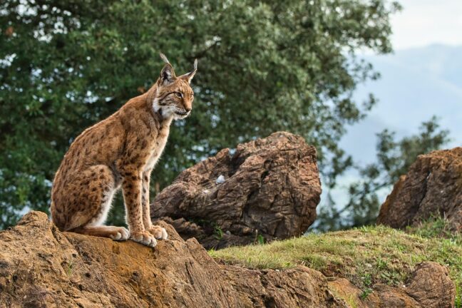 iberian lynx