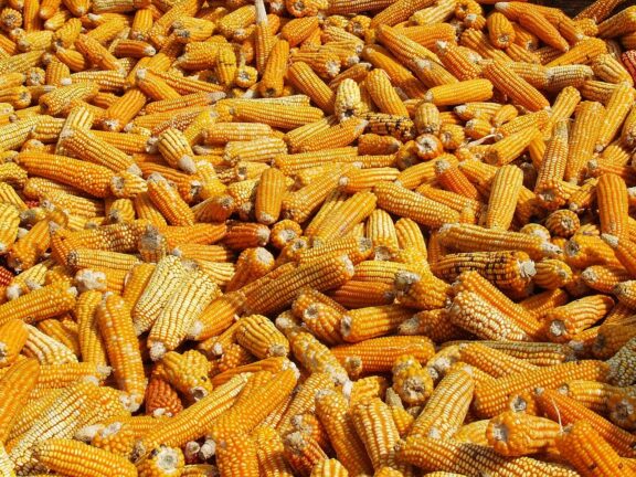 maize