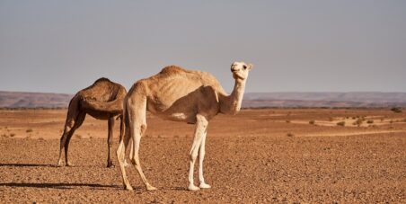 camels in desert