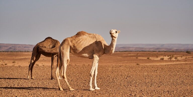 camels in desert