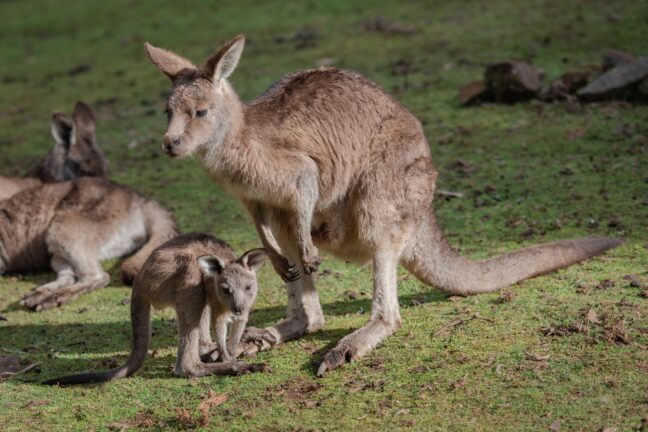 kangaroos