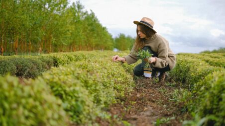 Farmer picking up green sprouts