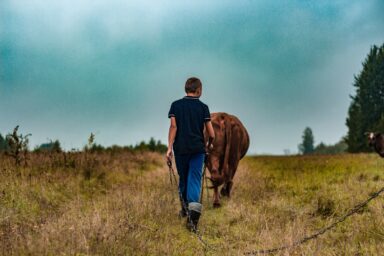 A farmer walking behind a cow in a field