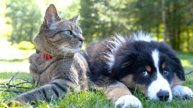 Cat and dog