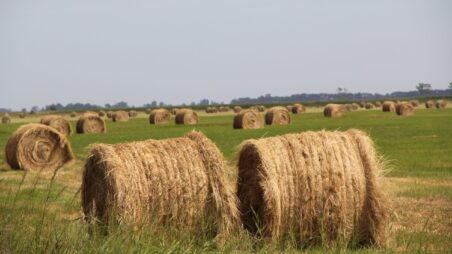 Hay bales in a field