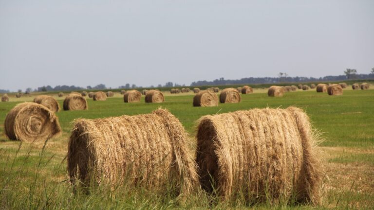 Hay bales in a field