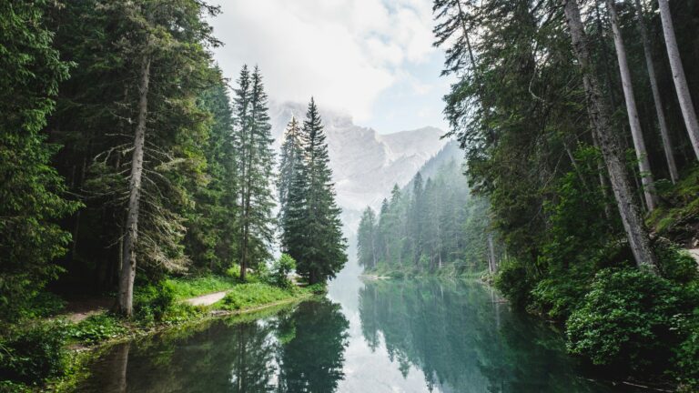 Forest along the shores of Lago di Braies