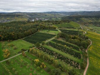 Aerial view of a tree nursery with rows of young saplings in a European landscape