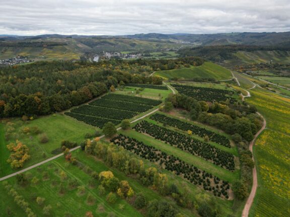 Aerial view of a tree nursery with rows of young saplings in a European landscape