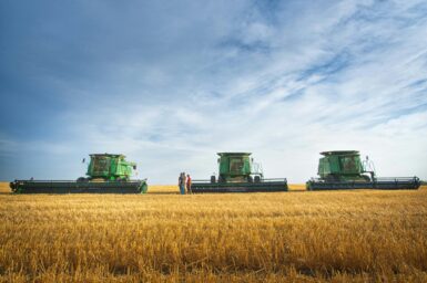 Three combine harvesters in a wheat field