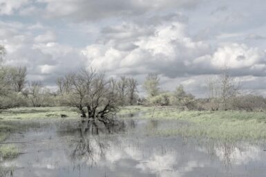 Flooded landscape with trees partially submerged in water under a cloudy sky
