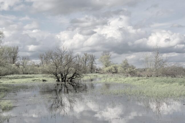 Flooded landscape with trees partially submerged in water under a cloudy sky