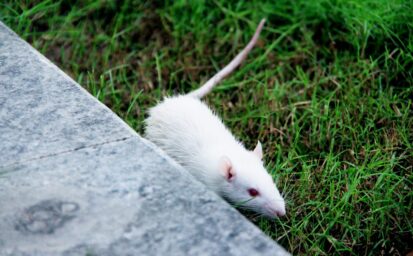 lab rat