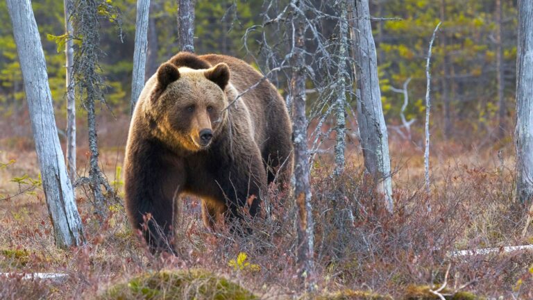 Brown bear