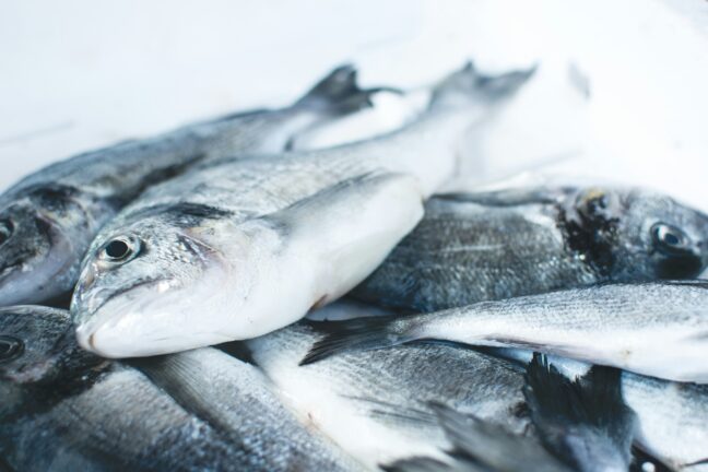 Fresh white fish laid out on a surface