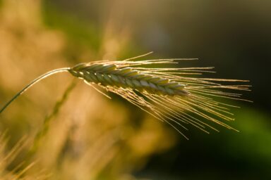 A close-up of a grain ear of cereal crop
