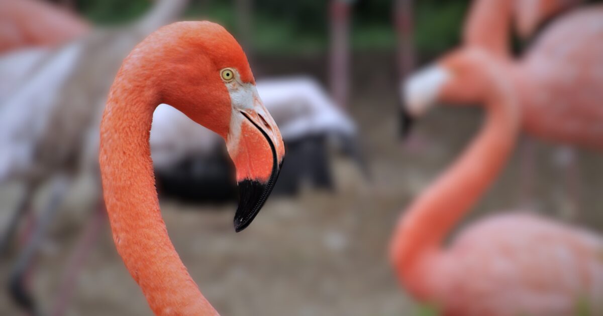 Flamingo