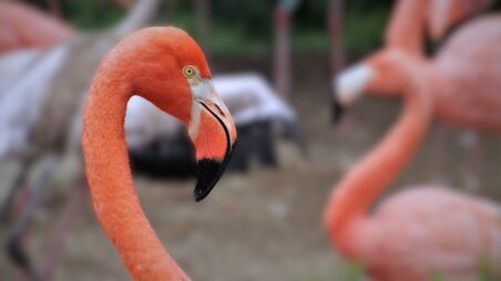 Flamingo