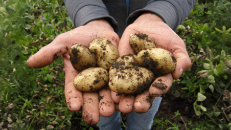 Close-up of a farmer's hands filled with freshly dug potatoes