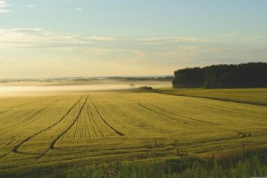 Fields at dawn with morning mist