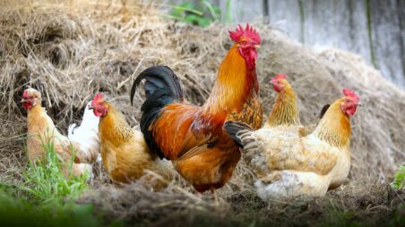 A rooste and hens