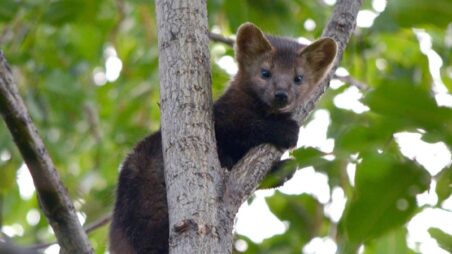 A wild sable resting on a branch